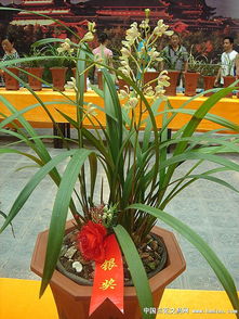 下山精品多花正格梅 特壯子草帶雙芽 蔬菜