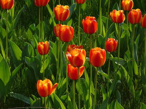 我的花卉精品專輯 第4頁 二不愣蔬菜