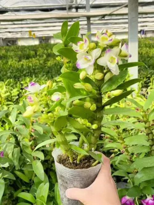 花香花期長的石斛蘭品種 精品欣賞與養護指南