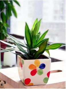 廈門百農花卉租賃 一站式綠植及綠化養(yǎng)護服務專家