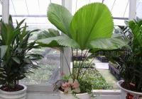 供應無土盆栽花卉植物批發(fā)價 解鎖現(xiàn)代農業(yè)貿易新機遇