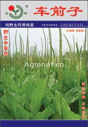 聚焦特色農業 從車前子到花卉的產業鏈探索——以遼陽市園藝花卉科學研究所與北京金地經典農業科技為例