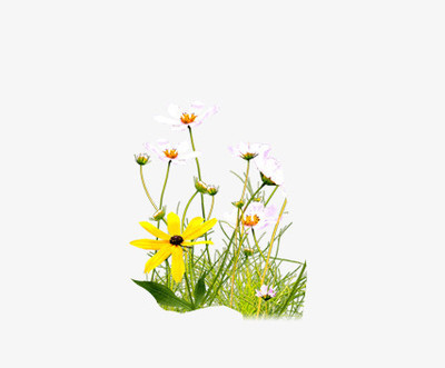 花卉PNG圖片素材免費下載 熊貓辦公打造苗木設計師的靈感寶庫