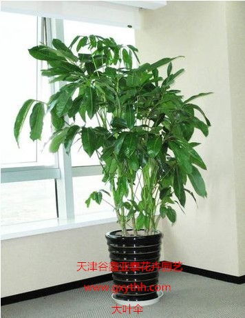 天津綠植花卉產(chǎn)業(yè)新貌 銷售、租賃與養(yǎng)護(hù)一站式服務(wù)探析